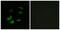 Anaphase-promoting complex subunit 1 antibody, abx014009, Abbexa, Immunofluorescence image 