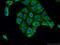 Class E basic helix-loop-helix protein 22 antibody, 25622-1-AP, Proteintech Group, Immunofluorescence image 