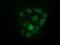 U2AF Homology Motif Kinase 1 antibody, GTX83438, GeneTex, Immunofluorescence image 
