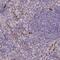 Kazrin antibody, NBP2-48622, Novus Biologicals, Immunohistochemistry paraffin image 