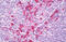 Phosphatase And Actin Regulator 2 antibody, MBS247691, MyBioSource, Immunohistochemistry frozen image 