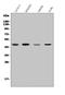 Cell division cycle protein 123 homolog antibody, A08251-2, Boster Biological Technology, Western Blot image 