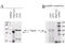 F-Box Protein 43 antibody, A12000, Boster Biological Technology, Western Blot image 