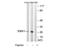 Homeobox protein EMX1 antibody, TA313817, Origene, Western Blot image 