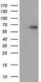 Alpha-fetoprotein antibody, TA501780, Origene, Western Blot image 