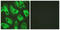 Potassium Voltage-Gated Channel Subfamily J Member 16 antibody, LS-B9865, Lifespan Biosciences, Immunofluorescence image 