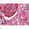 Alpha-1-B glycoprotein antibody, LS-C812484, Lifespan Biosciences, Immunohistochemistry paraffin image 