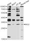 Inhibitor Of Growth Family Member 2 antibody, abx126007, Abbexa, Western Blot image 