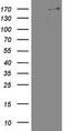 Histone-lysine N-methyltransferase, H3 lysine-79 specific antibody, CF802482, Origene, Western Blot image 