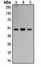 Flotillin 2 antibody, orb323267, Biorbyt, Western Blot image 