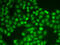 CD55 Molecule (Cromer Blood Group) antibody, A00910-2, Boster Biological Technology, Immunofluorescence image 