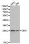 Chromobox 1 antibody, abx001834, Abbexa, Western Blot image 