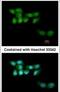 UV Stimulated Scaffold Protein A antibody, PA5-28497, Invitrogen Antibodies, Immunofluorescence image 