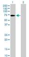 Zinc finger protein with KRAB and SCAN domains 1 antibody, H00007586-B01P, Novus Biologicals, Western Blot image 