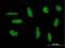 Zinc Finger Protein 383 antibody, H00163087-B01P, Novus Biologicals, Immunofluorescence image 