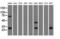 Quinolinate Phosphoribosyltransferase antibody, GTX83744, GeneTex, Western Blot image 