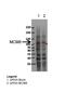 DNA replication licensing factor MCM8 antibody, 25-375, ProSci, Western Blot image 
