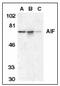 Apoptosis Inducing Factor Mitochondria Associated 1 antibody, AP22931PU-N, Origene, Western Blot image 