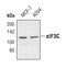 Eukaryotic Translation Initiation Factor 3 Subunit C antibody, PA5-17110, Invitrogen Antibodies, Western Blot image 