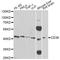 CD38 Molecule antibody, A1680, ABclonal Technology, Western Blot image 