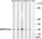 Mitochondrial Ribosomal Protein S34 antibody, GTX87642, GeneTex, Western Blot image 