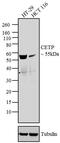 Cholesteryl Ester Transfer Protein antibody, GTX22726, GeneTex, Western Blot image 