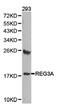 Regenerating Family Member 3 Alpha antibody, PA5-76091, Invitrogen Antibodies, Western Blot image 