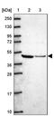 Ataxin-10 antibody, PA5-61999, Invitrogen Antibodies, Western Blot image 