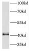 Protein arginine N-methyltransferase 1 antibody, FNab06789, FineTest, Western Blot image 
