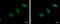Kinesin-like protein KIF2C antibody, GTX103013, GeneTex, Immunocytochemistry image 