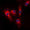 Calmodulin antibody, orb213633, Biorbyt, Immunofluorescence image 
