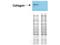 Collagen Type I Alpha 1 Chain antibody, B00329, Boster Biological Technology, Western Blot image 
