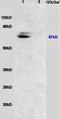 RUNX Family Transcription Factor 2 antibody, orb4788, Biorbyt, Western Blot image 