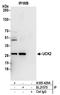 Uridine-Cytidine Kinase 2 antibody, A305-429A, Bethyl Labs, Immunoprecipitation image 