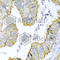 KRAB Box Domain Containing 4 antibody, A6471, ABclonal Technology, Immunohistochemistry paraffin image 