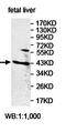 Zinc Finger Protein 331 antibody, orb78048, Biorbyt, Western Blot image 