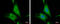 Protein Wnt-10a antibody, GTX111191, GeneTex, Immunocytochemistry image 