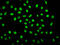 H12 antibody, LS-C676768, Lifespan Biosciences, Immunofluorescence image 