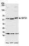 Syntrophin Alpha 1 antibody, A305-352A, Bethyl Labs, Western Blot image 