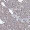 Pre-mRNA-processing factor 40 homolog B antibody, HPA038426, Atlas Antibodies, Immunohistochemistry frozen image 