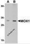 Homeobox protein MOX-1 antibody, 5995, ProSci Inc, Western Blot image 