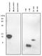 Synuclein Alpha antibody, SM6028S, Origene, Western Blot image 