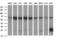 CD22 Molecule antibody, M01572-3, Boster Biological Technology, Western Blot image 