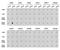 Histone H3.1t antibody, GTX33905, GeneTex, Dot Blot image 