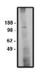 Sodium/hydrogen exchanger 6 antibody, orb109397, Biorbyt, Western Blot image 