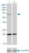 Zyxin antibody, H00007791-M01, Novus Biologicals, Western Blot image 