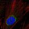 ADAMTS Like 5 antibody, HPA044050, Atlas Antibodies, Immunocytochemistry image 