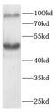 Activating Transcription Factor 6 antibody, FNab10404, FineTest, Western Blot image 