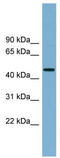 Ring Finger Protein 44 antibody, TA329847, Origene, Western Blot image 