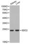 Syndecan 2 antibody, abx001497, Abbexa, Western Blot image 